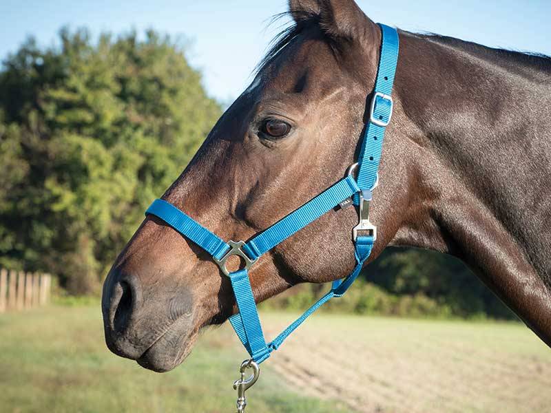 Equi-Sky West Coast Halter