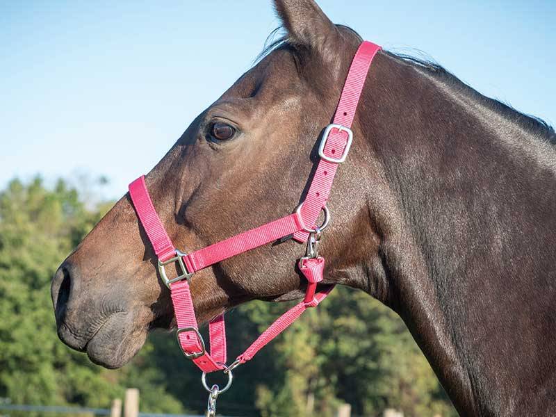 Equi-Sky East Coast Halter