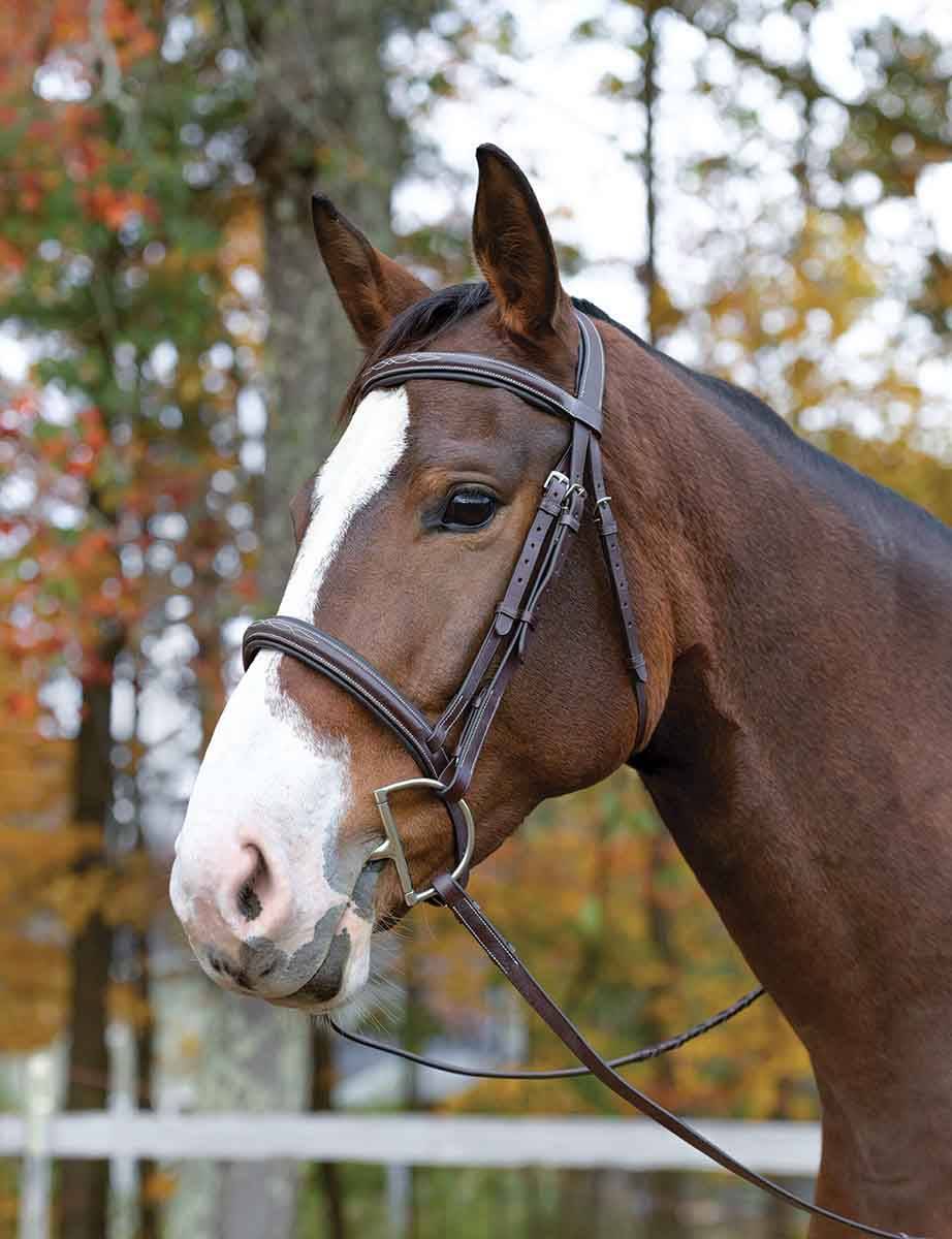 Shires Avignon Ocala Bridle