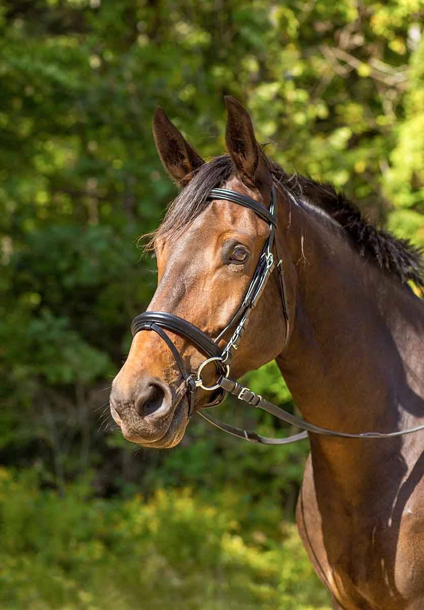 Shires Avignon Aspen Flash Bridle