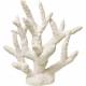 Exotic Environments Staghorn Coral