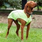 Weatherbeeta Reflective Exercise Dog Coat