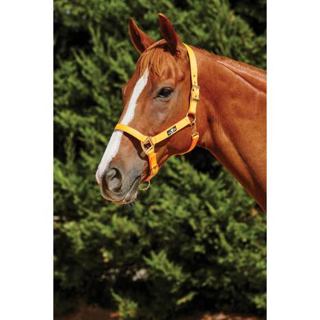 Saxon Brights Headcollar