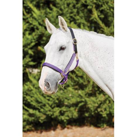 Kincade Deluxe Webbed Headcollar with Leather Crown