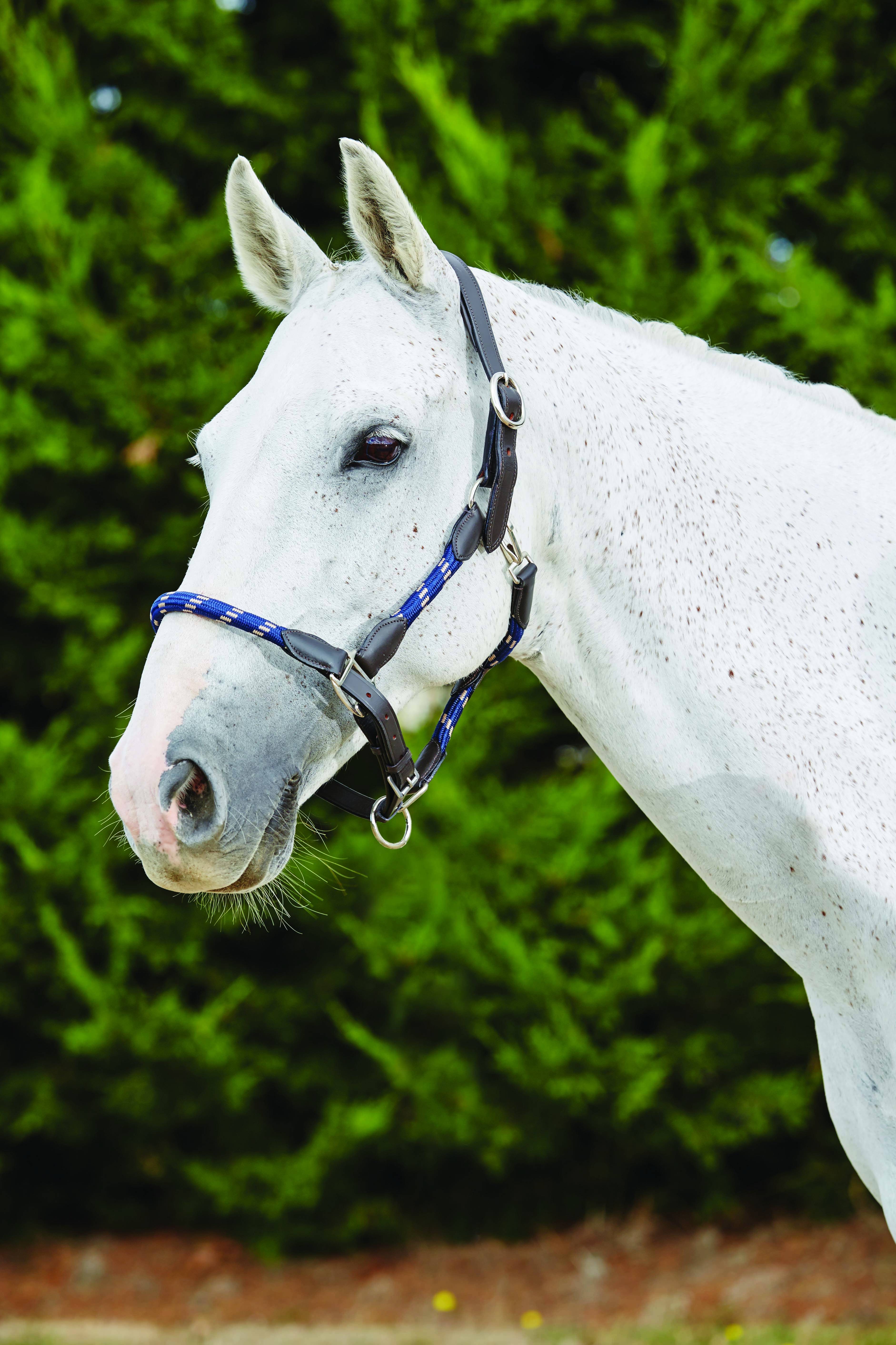 Kincade Deluxe Webbed Halter with Leather Crown and Adjustable Nose