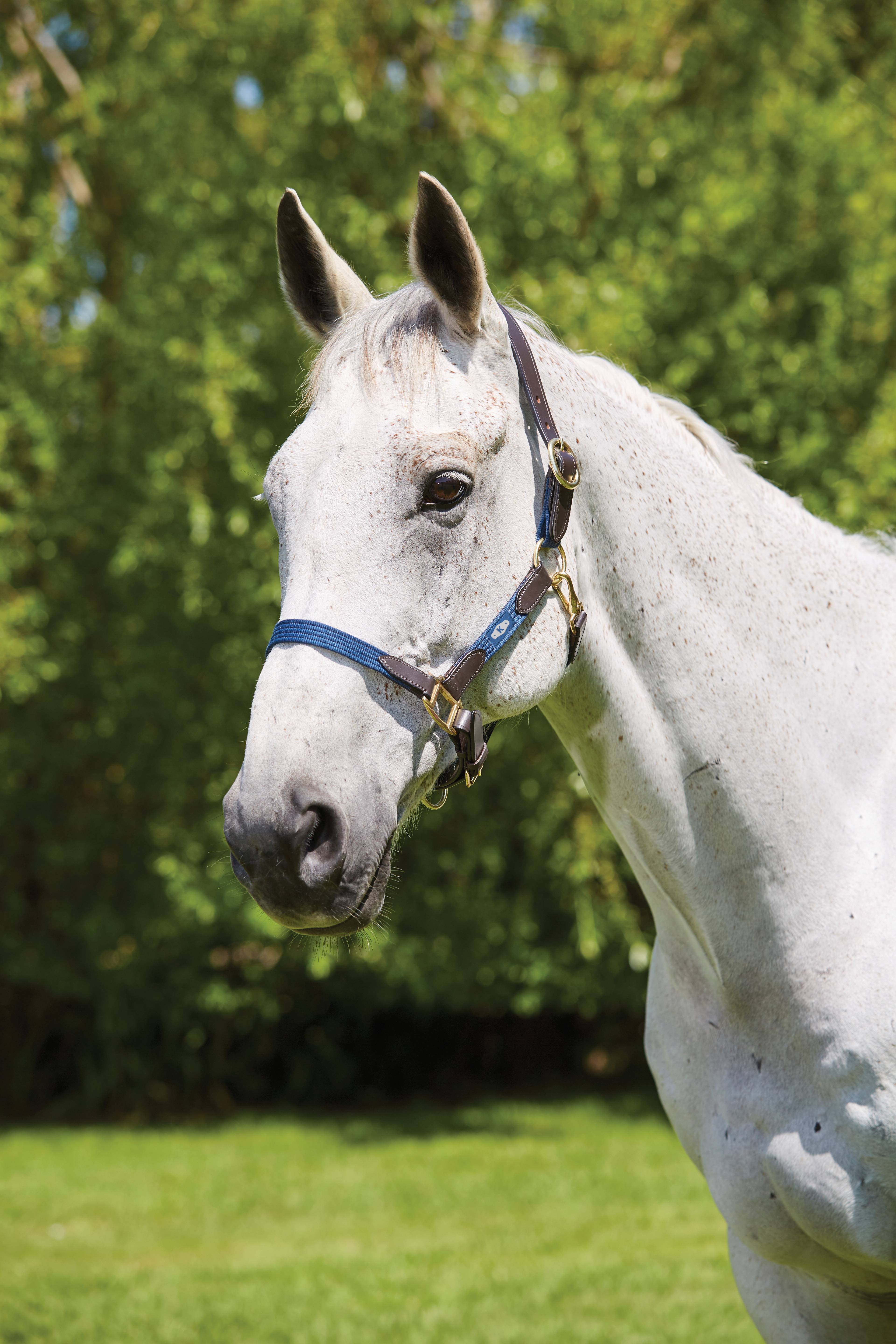 Kincade Deluxe Webbed Halter with Leather Crown and Adjustable Nose