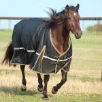 Classic Equine Blankets