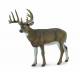 Breyer by CollectA - White Tail Deer