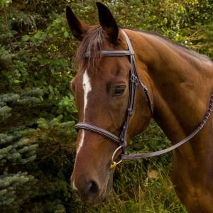 Henri de Rivel Horse Advantage Fancy Raised Padded Bridle with Laced Reins