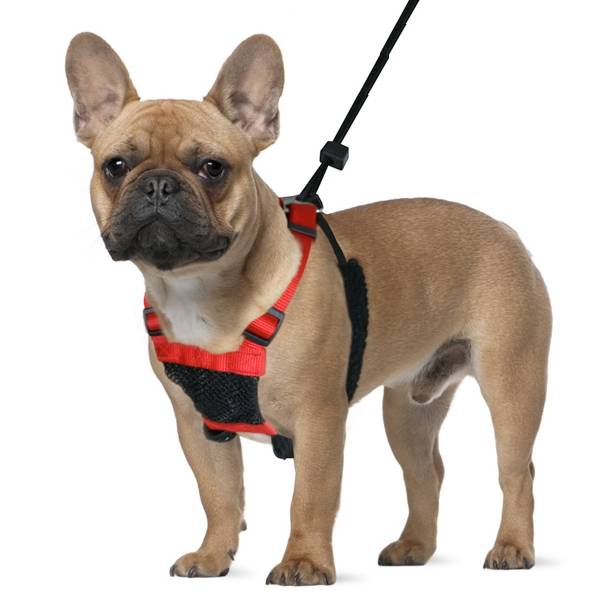 sporn non pull dog harness
