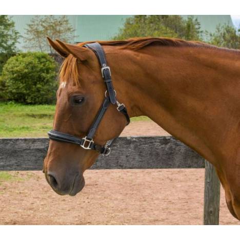 Henri de Rivel Stress Free Halter with Fancy Contrast Stitching