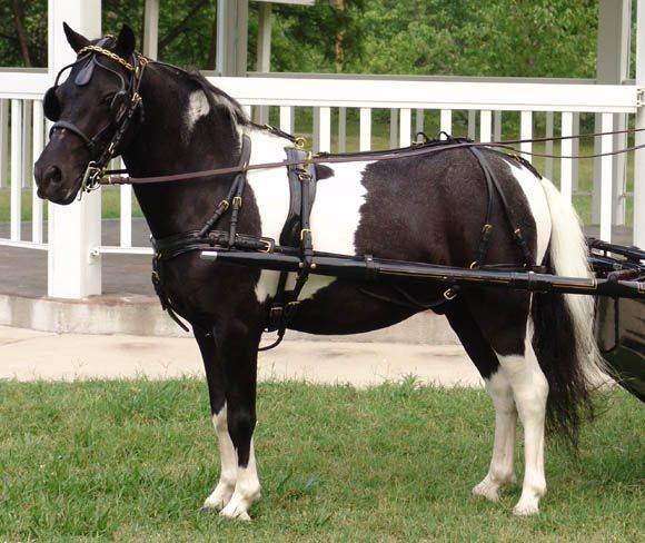 CDE Mini/Pony Formal Driving Harness Pony Chrome