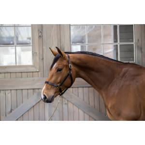 MEMORIAL DAY BOGO: Gatsby Leather Adjustable Turnout Halter without Snap - YOUR PRICE FOR 2