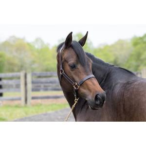 MEMORIAL DAY BOGO: Gatsby Adjustable Turnout Halter with Snap - YOUR PRICE FOR 2