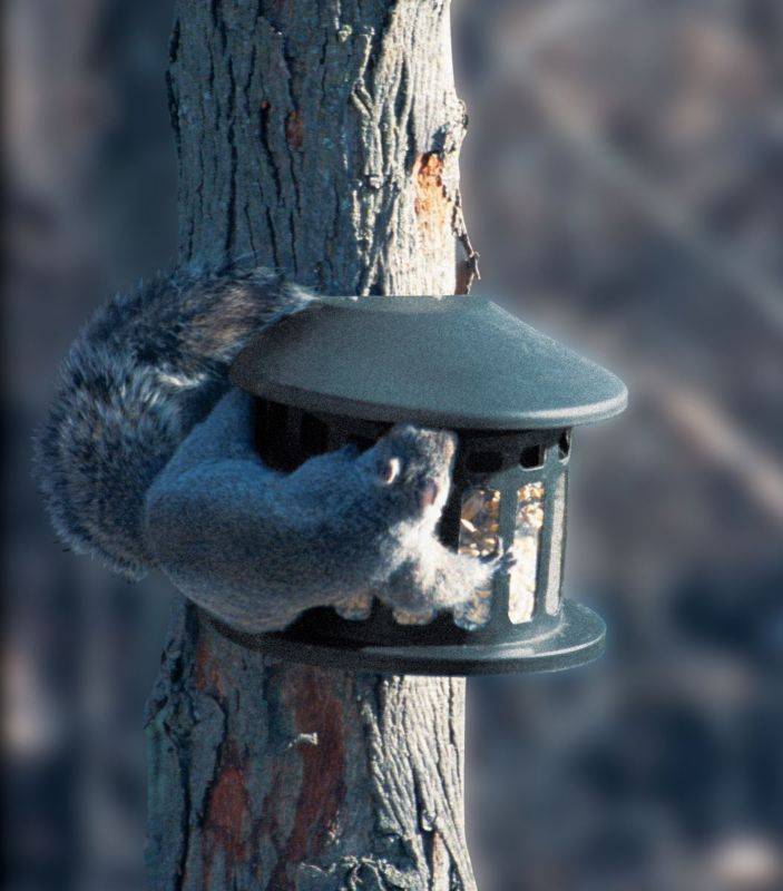 Heritage Farms Squirrel Diner Feeder