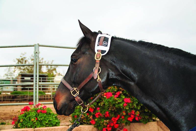 Professionals Choice Magnetic Poll Piece