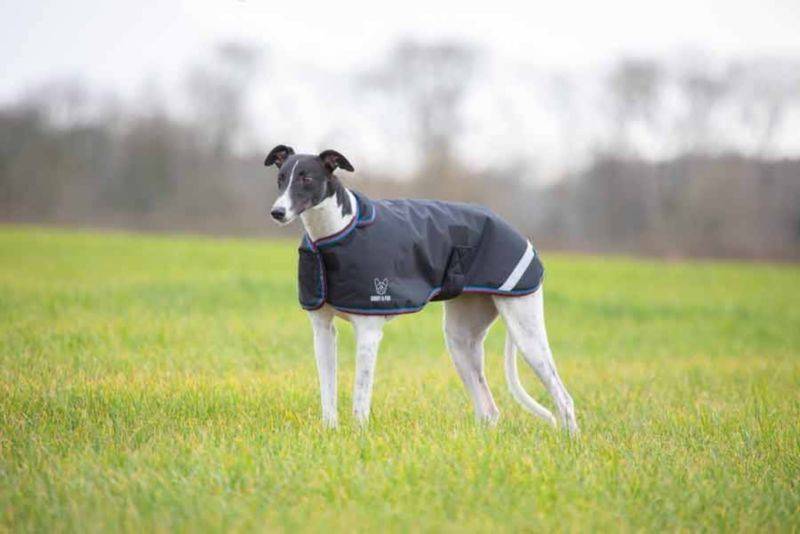 Shires Digby & Fox Waterproof Greyhound Coat