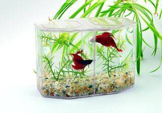 Lee S Aquarium & Pet Products Betta Keeper Large - 19535
