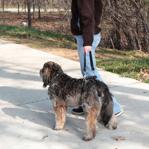 Solvit Carelift Rear-Only Lifting Harness For Dogs