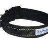 Baydog Tampa Bay Dog Collar