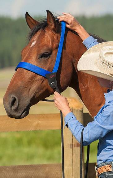 Stacy Westfall Catch Halter