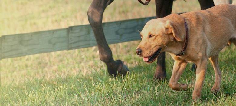Weaver Leather Dog Collars