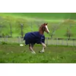 Amigo Miniature & Foal