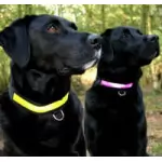 Equisafety Dog Leashes & Collars