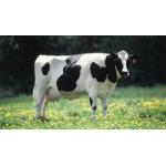 Cattle Dewormers & Livestock Health