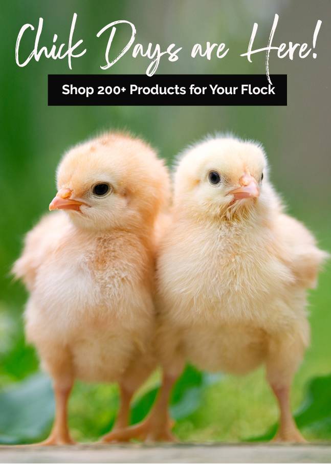 Chick Days are Here! 🐤 Join the Backyard Farm Craze