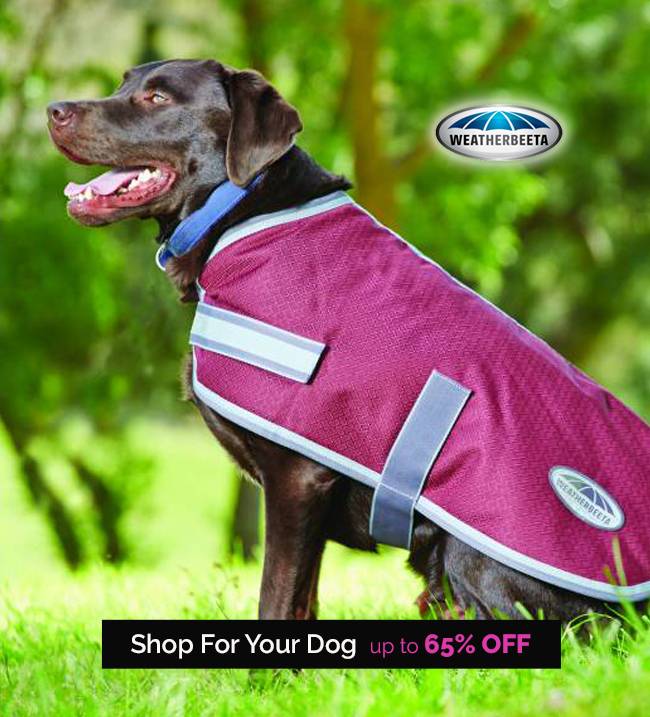 End of the Season Markdowns - For the Dog