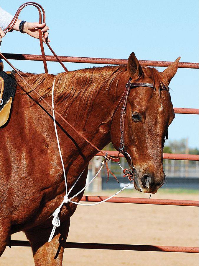 Martin Saddlery String Martingale