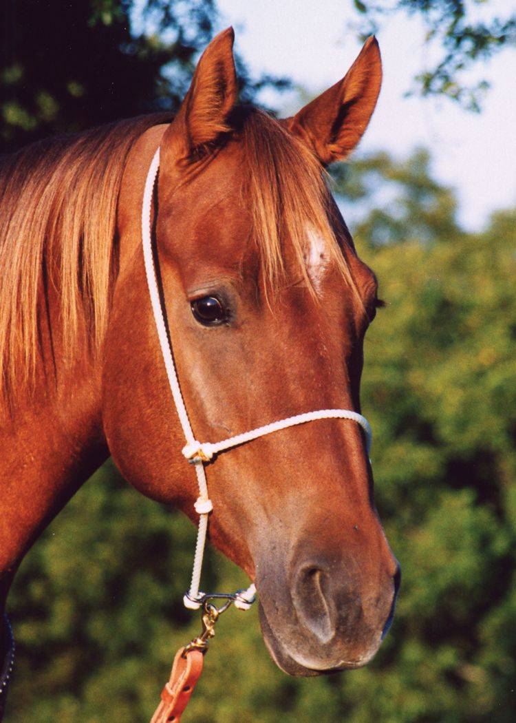 Martin Saddlery Rope Headset Tiedown
