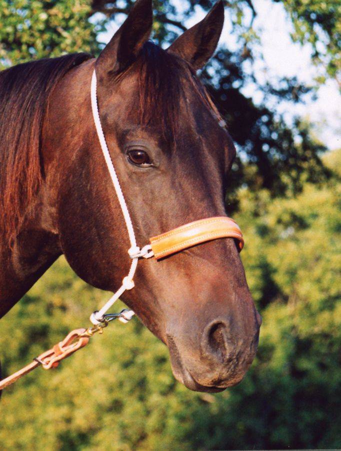 Martin Saddlery Double Rope/Leather Cover Headset Tiedown