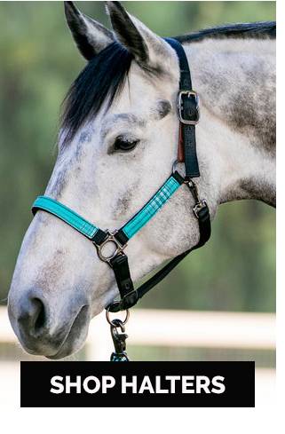 Shop Halters