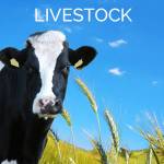 Livestock Liquidation