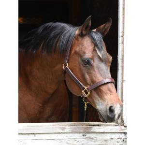 FREE Premium Leather Halter with any $199 order - ENTER CODE: MYHALTER23 at checkout
