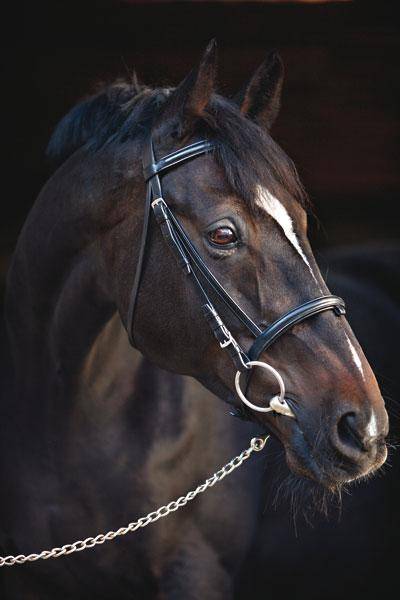 Amigo Leather Bridle