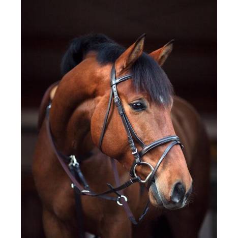 Amigo Leather Bridle