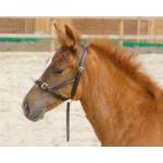 Shires Leather Foal Slip
