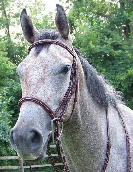 ProAm Square Raised Padded Fancy Stitched Bridle