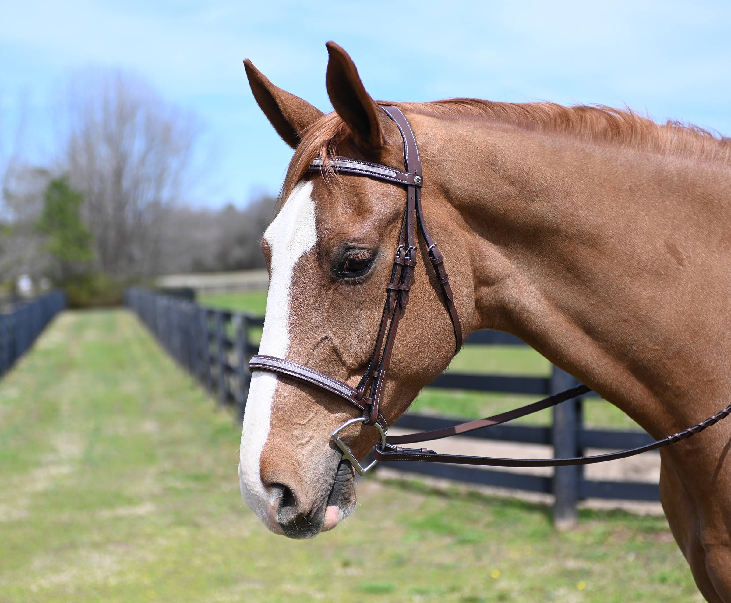 Henri de Rivel Flash Noseband with Converter