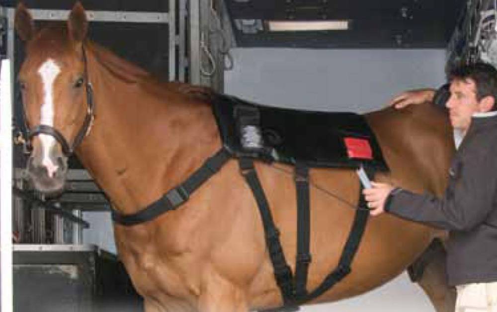 Equilibrium Therapy Massage Pad HorseLoverZ